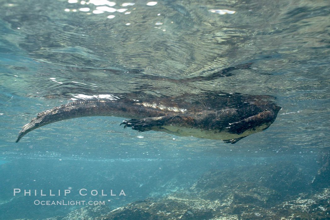 Marine iguana, underwater, forages for green algae that grows on the lava reef. Bartolome Island, Galapagos Islands, Ecuador, Amblyrhynchus cristatus, natural history stock photograph, photo id 16229