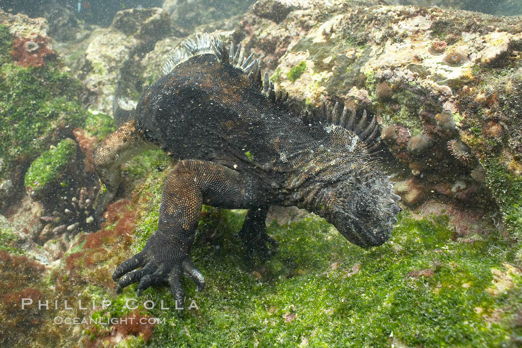 Marine iguana, underwater, forages for green algae that grows on the lava reef. Bartolome Island, Galapagos Islands, Ecuador, Amblyrhynchus cristatus, natural history stock photograph, photo id 16233