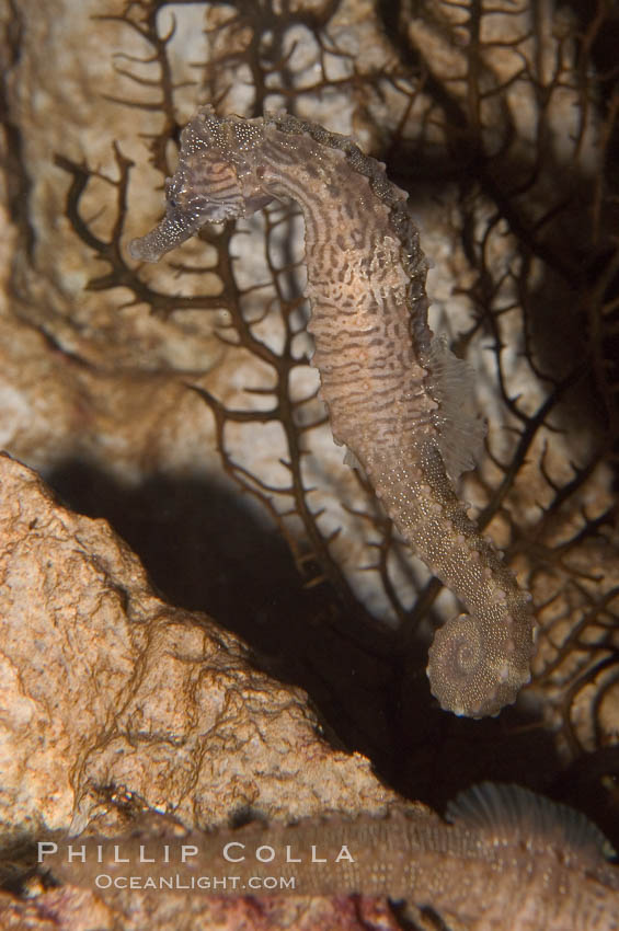 Unidentified marine K8933seahorse., natural history stock photograph, photo id 07937