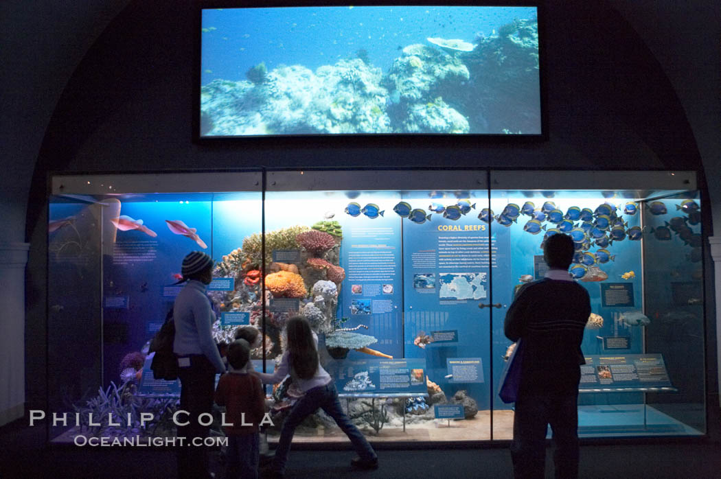 Visitors admire the marine life displays at the Milstein Hall of Ocean Life, American Museum of Natural History. New York City, USA, natural history stock photograph, photo id 11263