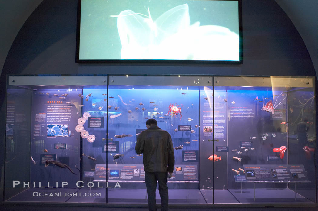 Visitors admire the marine life displays at the Milstein Hall of Ocean Life, American Museum of Natural History. New York City, USA, natural history stock photograph, photo id 11267