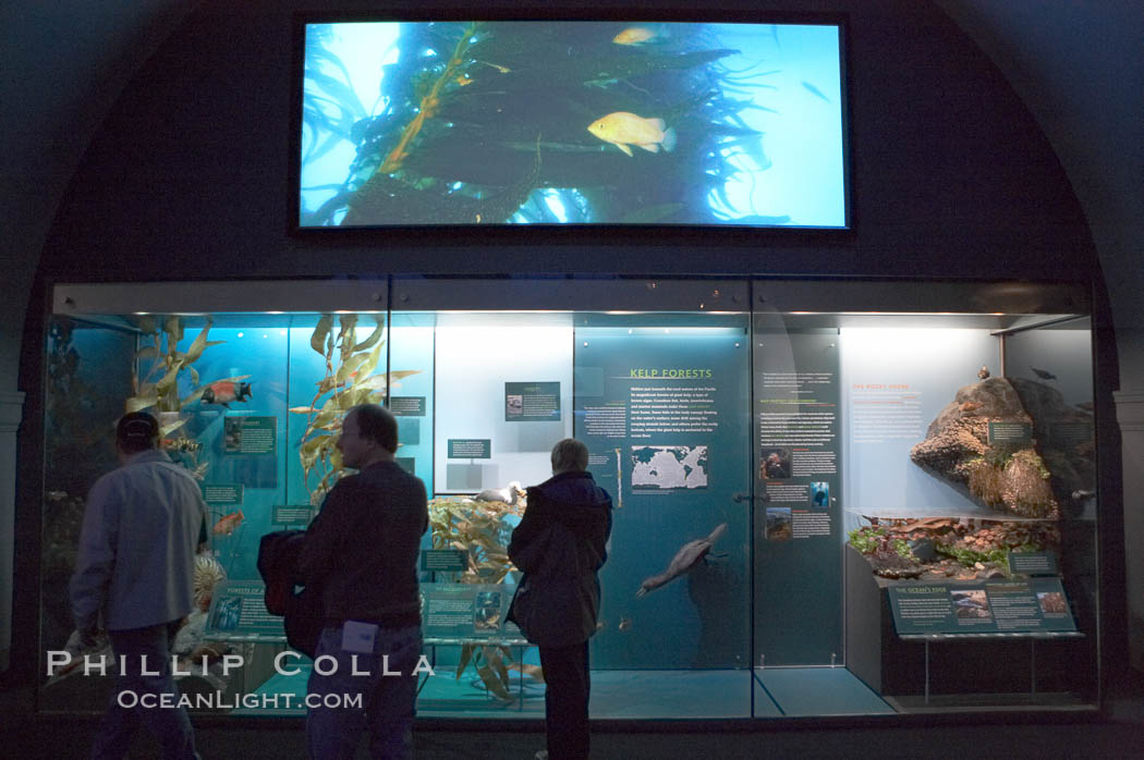 Visitors admire the marine life displays at the Milstein Hall of Ocean Life, American Museum of Natural History., natural history stock photograph, photo id 11265