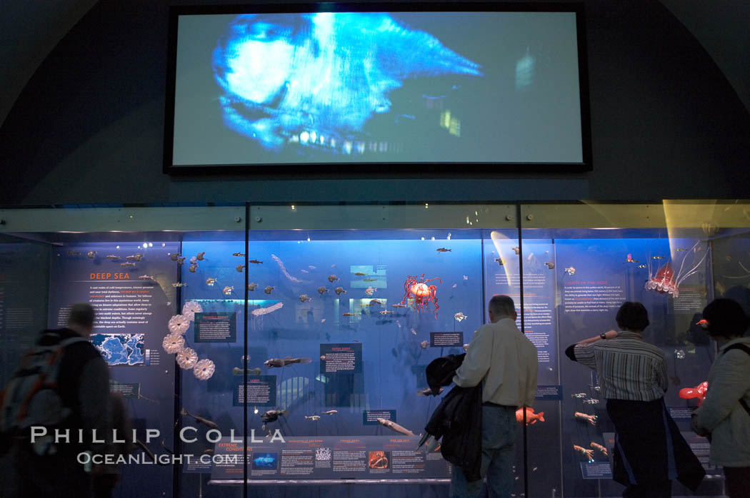 Visitors admire the marine life displays at the Milstein Hall of Ocean Life, American Museum of Natural History. New York City, USA, natural history stock photograph, photo id 11269