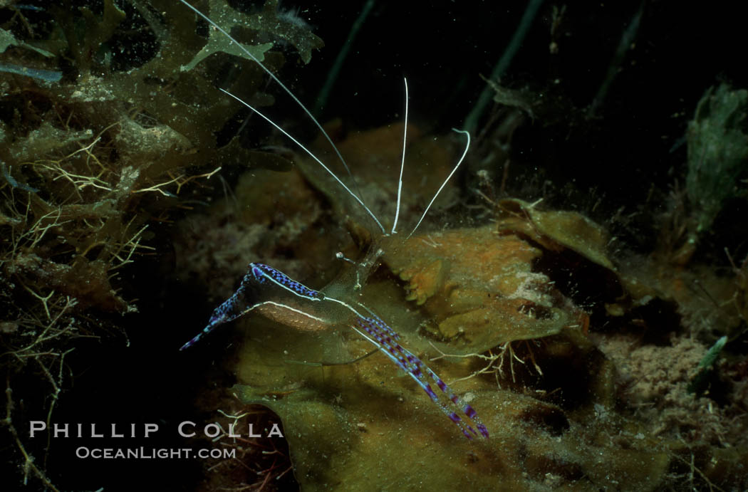 Unidentified marine shrimp. Roatan, Honduras, natural history stock photograph, photo id 07020