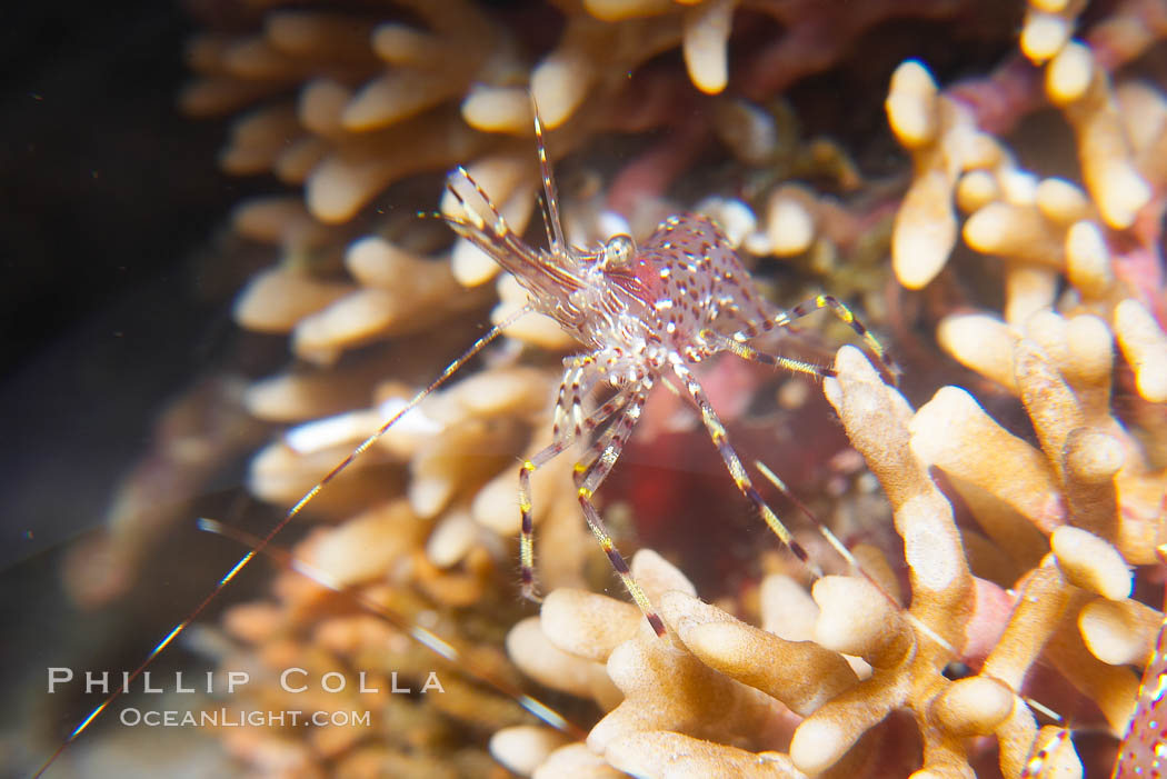 Unidentified marine shrimp, California., natural history stock photograph, photo id 14016