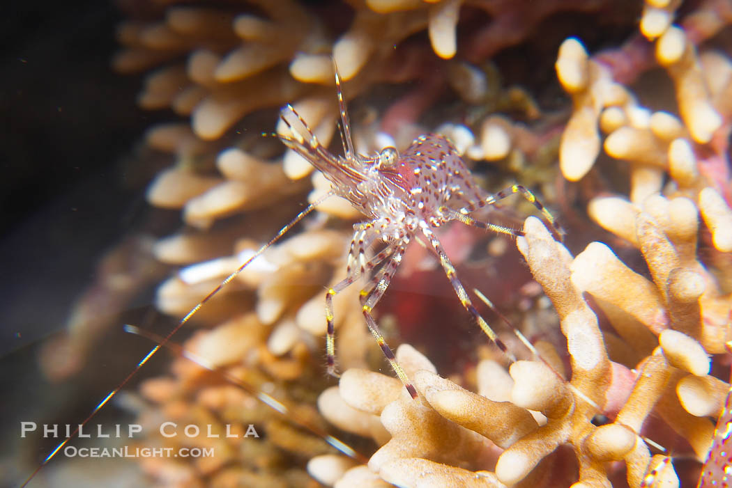 Unidentified marine shrimp, California., natural history stock photograph, photo id 14016