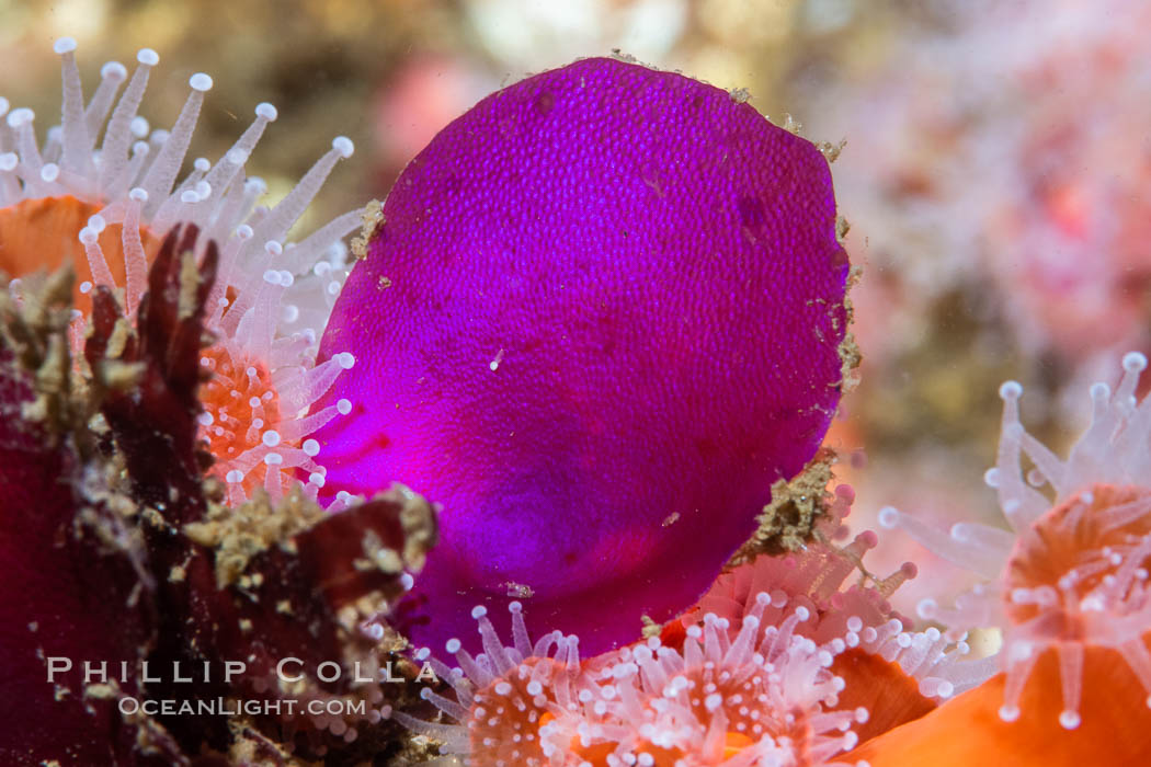 Maripelta rotata, Red algae, San Diego. California, USA, Maripelta rotata, natural history stock photograph, photo id 37284