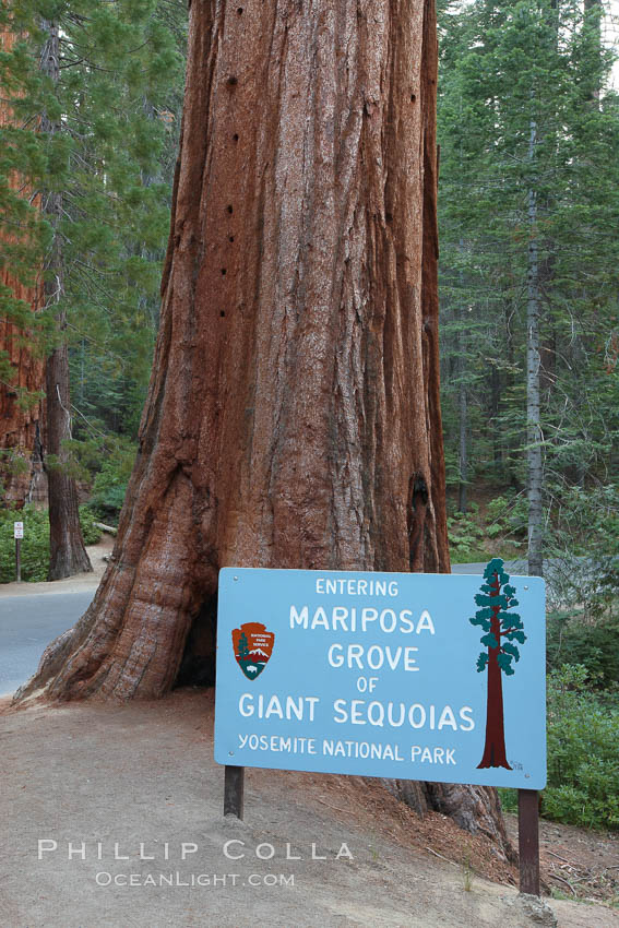 Marisposa Grove entrance.  Sign marking entrance to the Mariposa Grove of Giant Sequoia trees in southern Yosemite National Park. California, USA, natural history stock photograph, photo id 23271