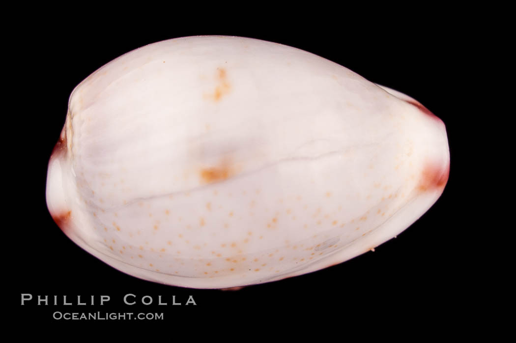 Marked Graceful Cowrie., Cypraea gracilis notata, natural history stock photograph, photo id 08170