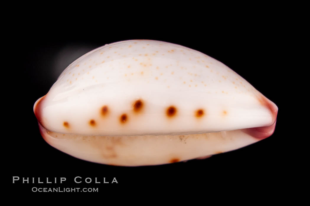 Marked Graceful Cowrie., Cypraea gracilis notata, natural history stock photograph, photo id 08172