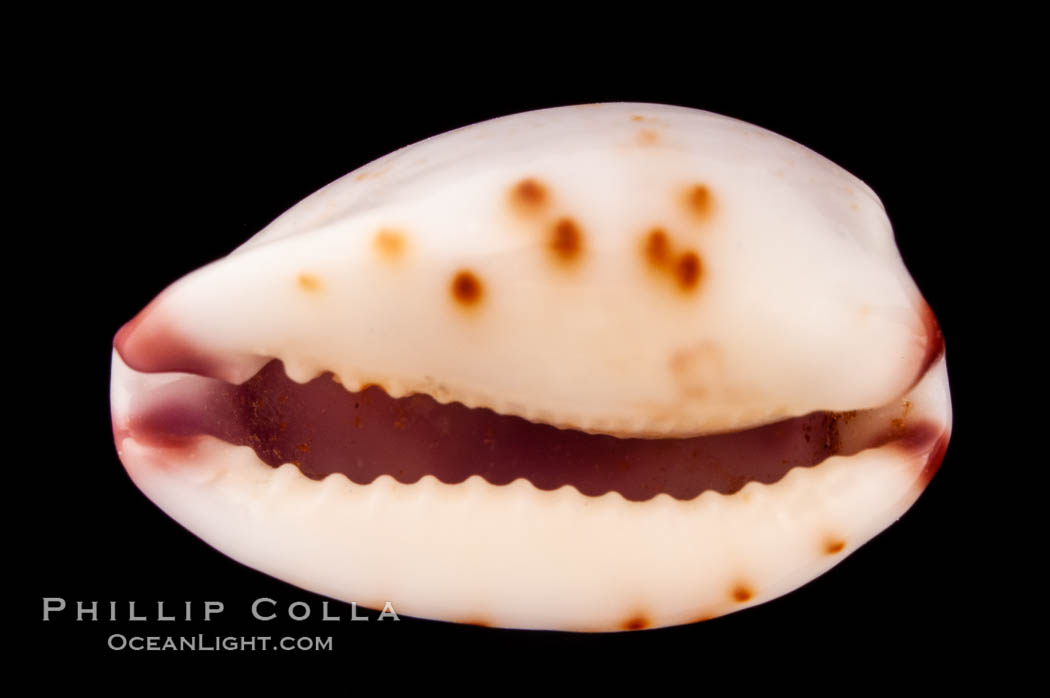 Marked Graceful Cowrie., Cypraea gracilis notata, natural history stock photograph, photo id 08171