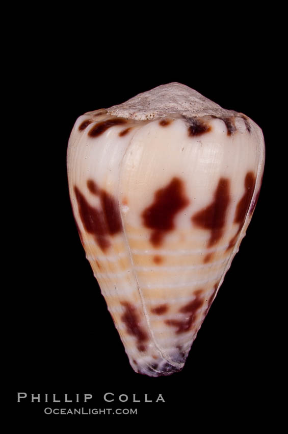 Marriage Cone., Conus sponsalis, natural history stock photograph, photo id 07980
