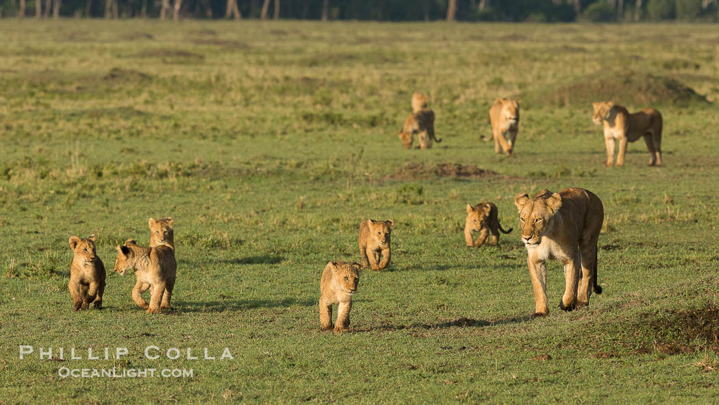 Marsh pride of lions, Maasai Mara National Reserve, Kenya., Panthera leo, natural history stock photograph, photo id 29942