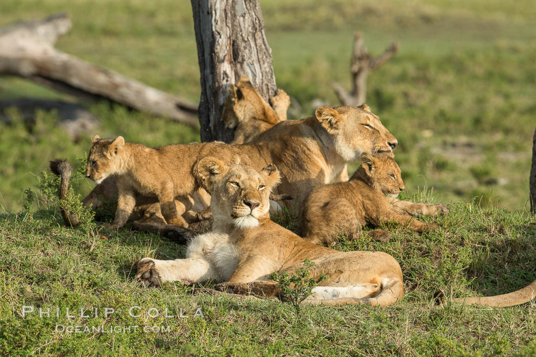 Marsh pride of lions, Maasai Mara National Reserve, Kenya., Panthera leo, natural history stock photograph, photo id 29950