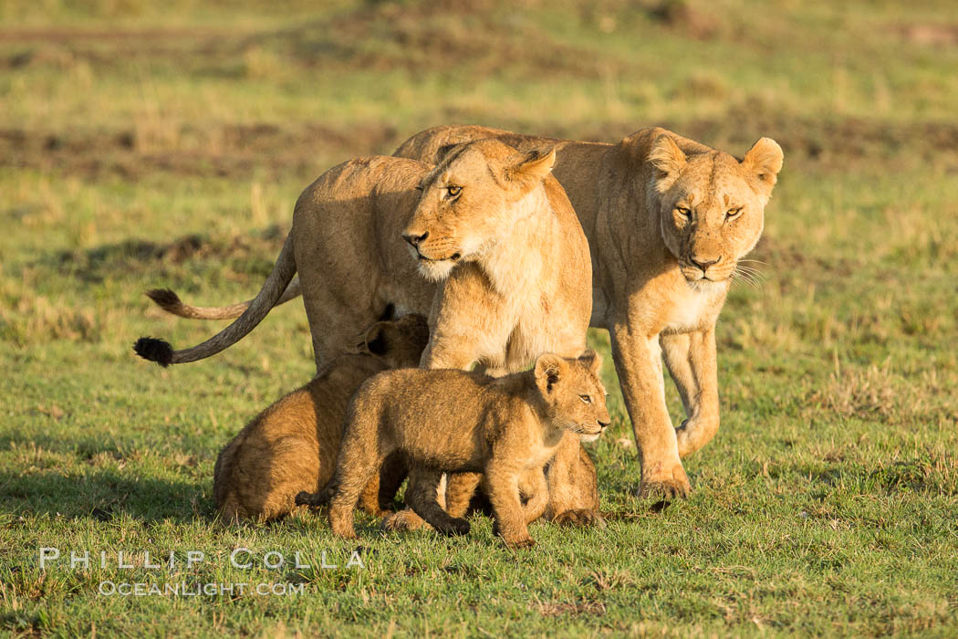 Marsh pride of lions, Maasai Mara National Reserve, Kenya., Panthera leo, natural history stock photograph, photo id 29925