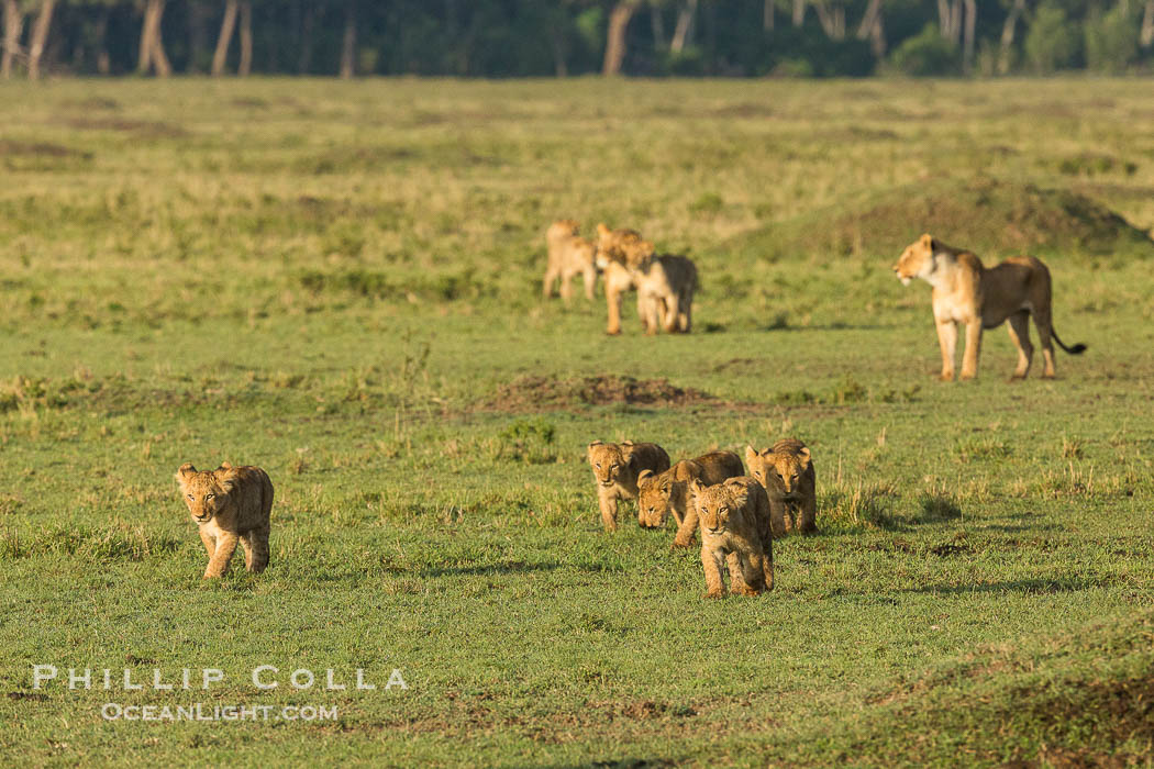 Marsh pride of lions, Maasai Mara National Reserve, Kenya., Panthera leo, natural history stock photograph, photo id 29941