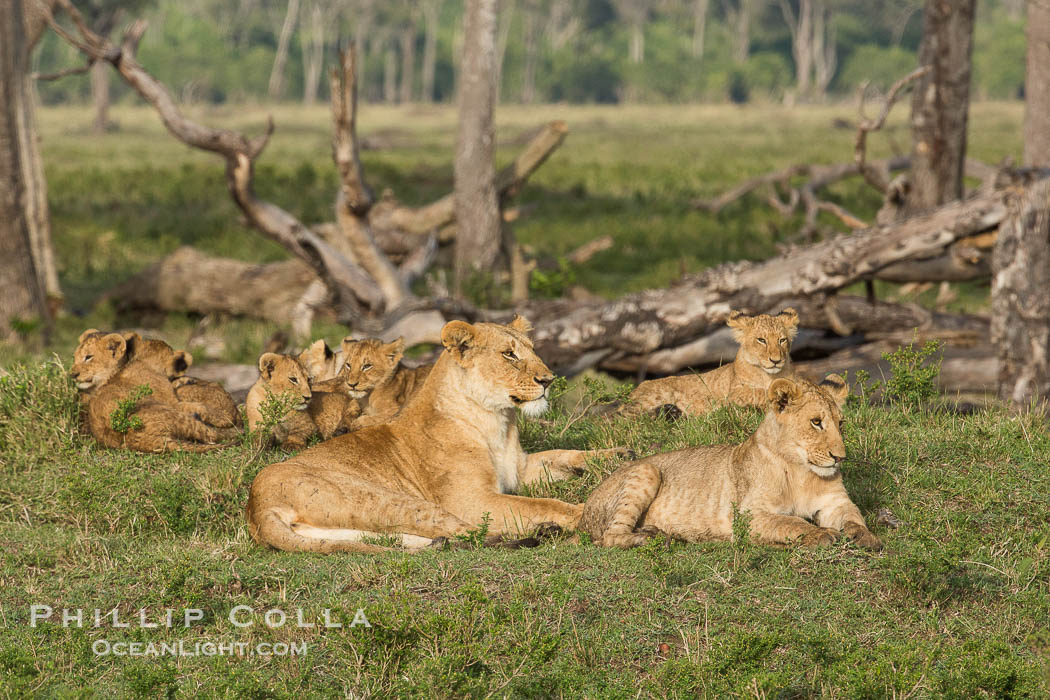 Marsh pride of lions, Maasai Mara National Reserve, Kenya., Panthera leo, natural history stock photograph, photo id 29953