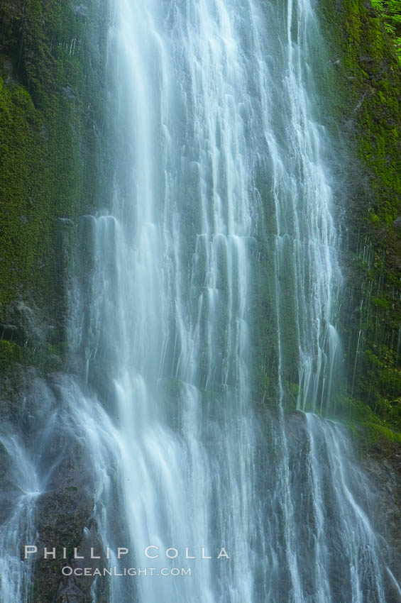 Marymere Falls drops 90 feet through an old-growth forest of Douglas firs, near Lake Crescent. Olympic National Park, Washington, USA, natural history stock photograph, photo id 13768