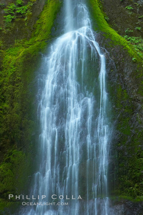 Marymere Falls drops 90 feet through an old-growth forest of Douglas firs, near Lake Crescent. Olympic National Park, Washington, USA, natural history stock photograph, photo id 13769