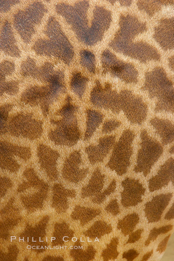 Masai giraffe, coloration patterns., Giraffa camelopardalis tippelskirchi, natural history stock photograph, photo id 12538