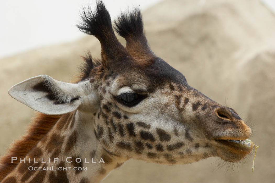 Masai giraffe., Giraffa camelopardalis tippelskirchi, natural history stock photograph, photo id 12536
