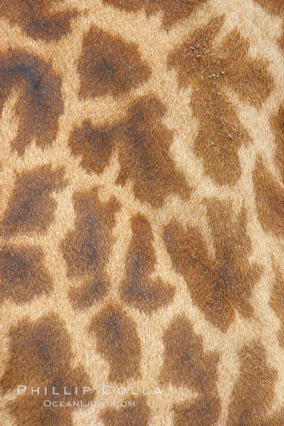 Image 12539, Masai giraffe, coloration patterns., Giraffa camelopardalis tippelskirchi, Phillip Colla, all rights reserved worldwide. Keywords: giraffa camelopardalis tippelskirchi, masai giraffe, zoo.