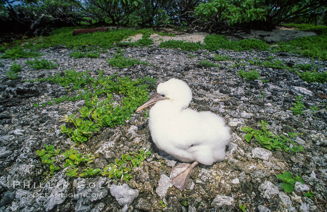 Masked booby chick on forest floor, Rose Atoll National Wildlife Refuge. Rose Atoll National Wildlife Sanctuary, American Samoa, USA, natural history stock photograph, photo id 00862