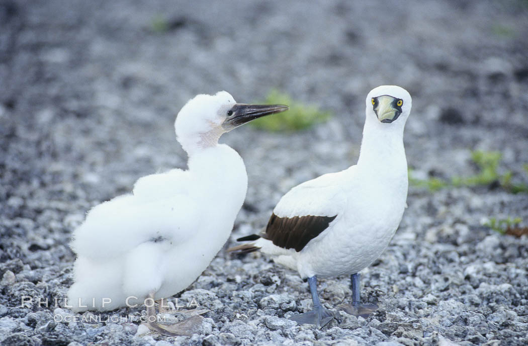 Image 00861, Masked booby adult and juvenile. Rose Atoll National Wildlife Sanctuary, American Samoa, USA, Sula dactylatra, Phillip Colla, all rights reserved worldwide. Keywords: above water, american samoa, animal, animalia, aves, bird, boobie, booby, chordata, creature, dactylatra, juvenile bird, marine national monuments, masked boobie, masked booby, national wildlife refuges, nature, oceans, pacific, pelecaniformes, rose atoll, rose atoll marine national monument, rose atoll national wildlife refuge, rose atoll national wildlife sanctuary, samoa, sula, sula dactylatra, sulidae, usa, vertebrata, vertebrate.