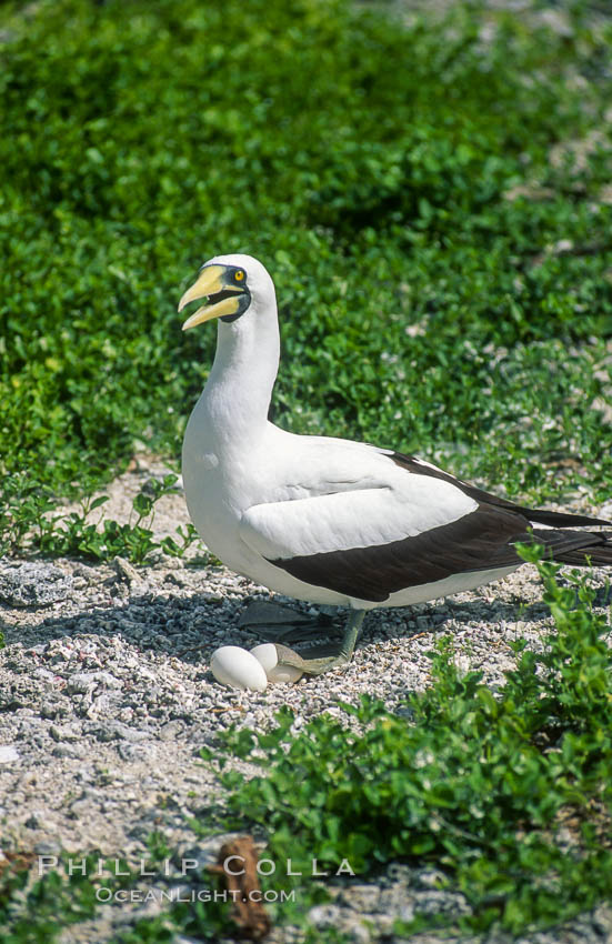 Masked booby, Rose Atoll National Wildlife Refuge, Sula dactylatra. Rose Atoll National Wildlife Sanctuary, American Samoa, USA, natural history stock photograph, photo id 00856