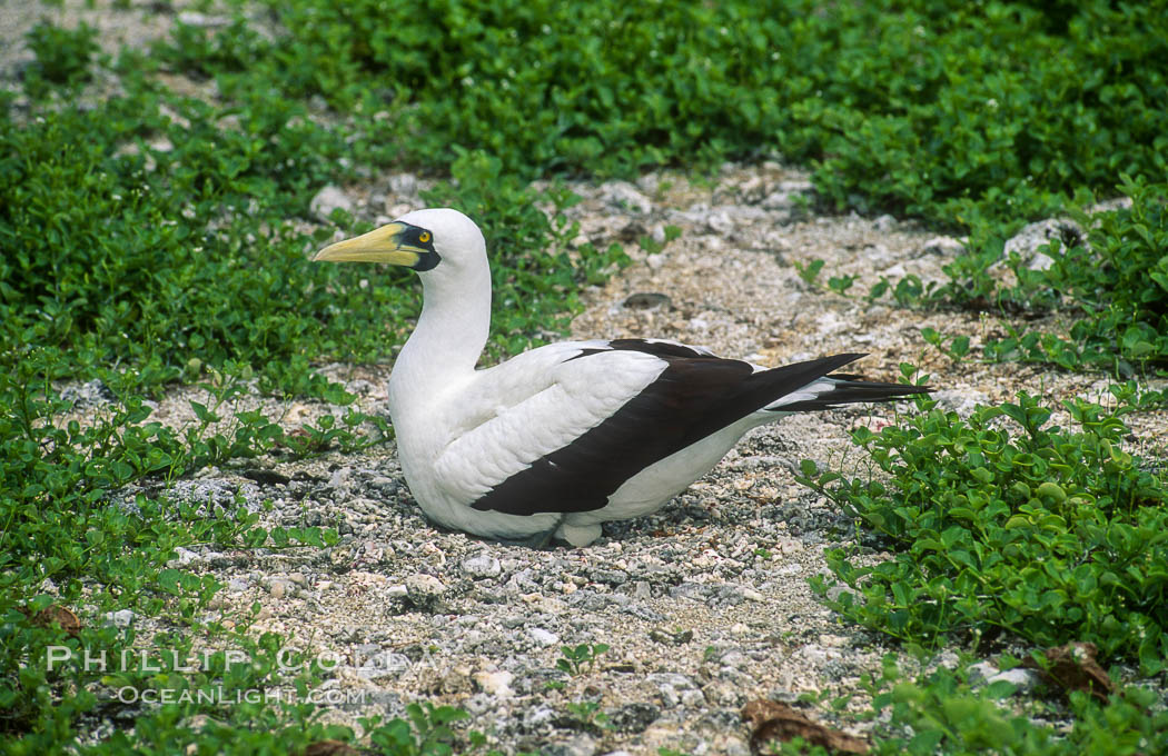 Masked booby, Rose Atoll National Wildlife Refuge, Sula dactylatra. Rose Atoll National Wildlife Sanctuary, American Samoa, USA, natural history stock photograph, photo id 00860