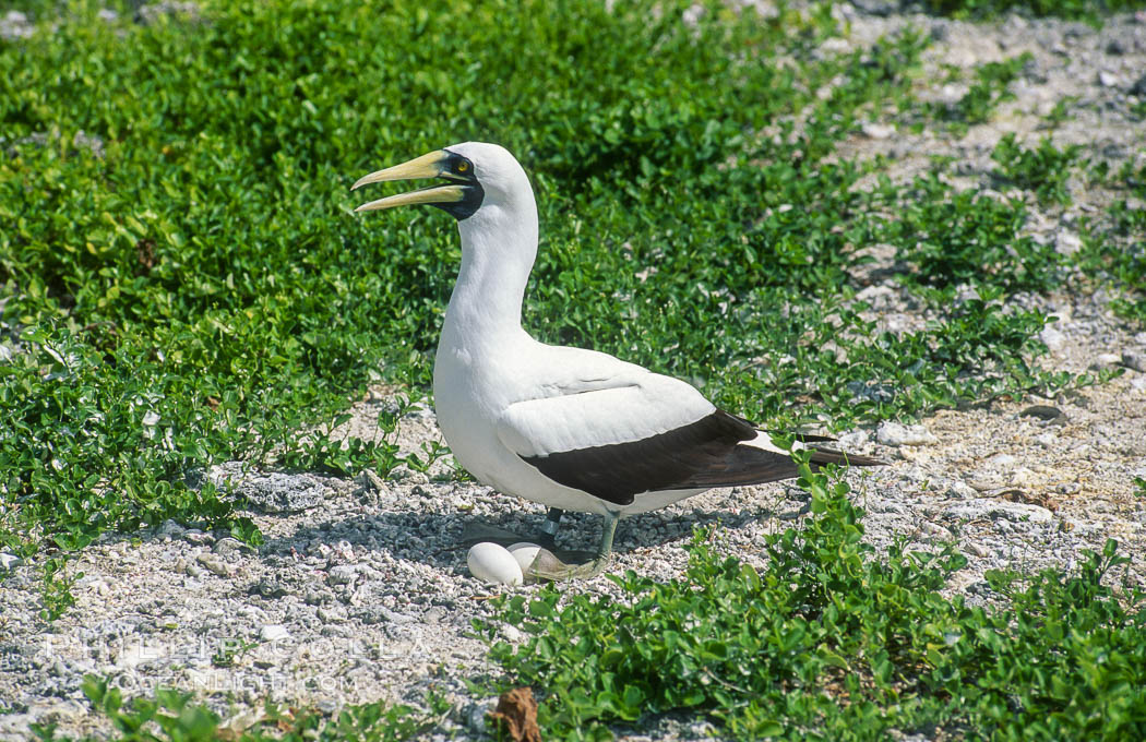 Masked booby, Rose Atoll National Wildlife Refuge, Sula dactylatra. Rose Atoll National Wildlife Sanctuary, American Samoa, USA, natural history stock photograph, photo id 00857