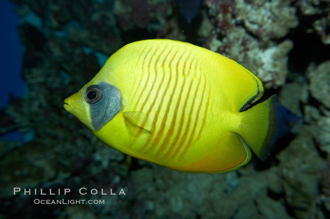 Masked butterflyfish., Chaetodon semilarvatus, natural history stock photograph, photo id 11806