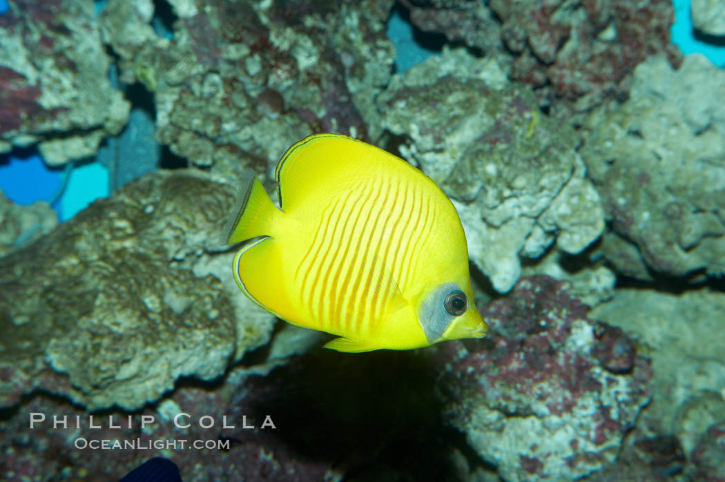 Masked butterflyfish., Chaetodon semilarvatus, natural history stock photograph, photo id 11810