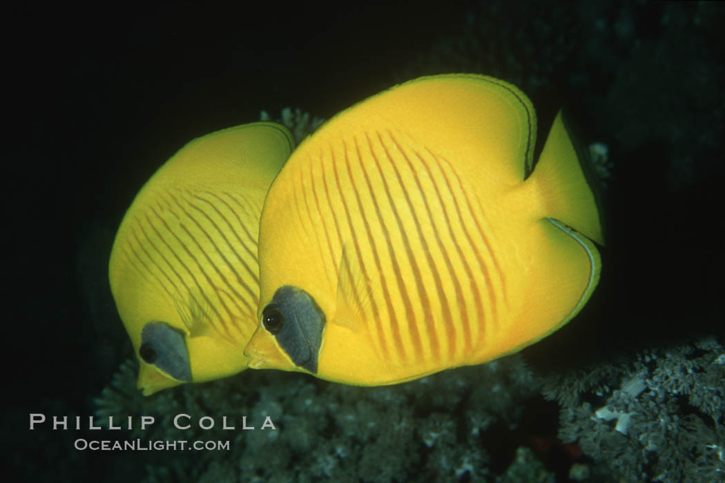 Masked butterflyfish. Egyptian Red Sea, Chaetodon semilarvatus, natural history stock photograph, photo id 05268