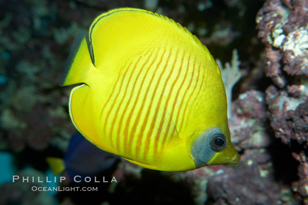 Masked butterflyfish., Chaetodon semilarvatus, natural history stock photograph, photo id 11804