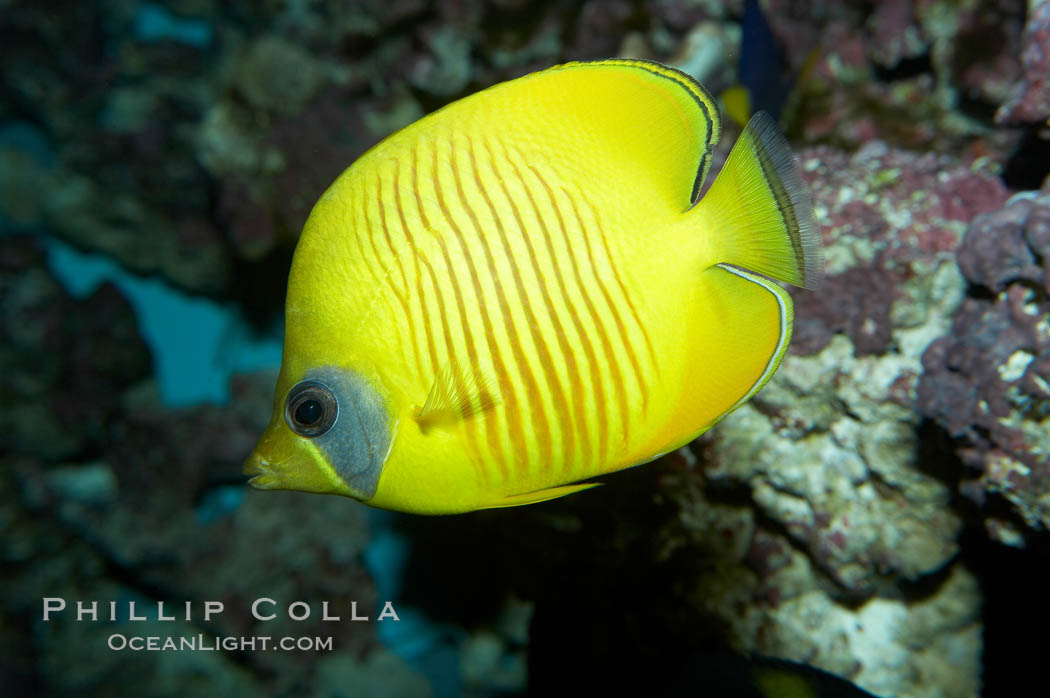 Masked butterflyfish., Chaetodon semilarvatus, natural history stock photograph, photo id 11808