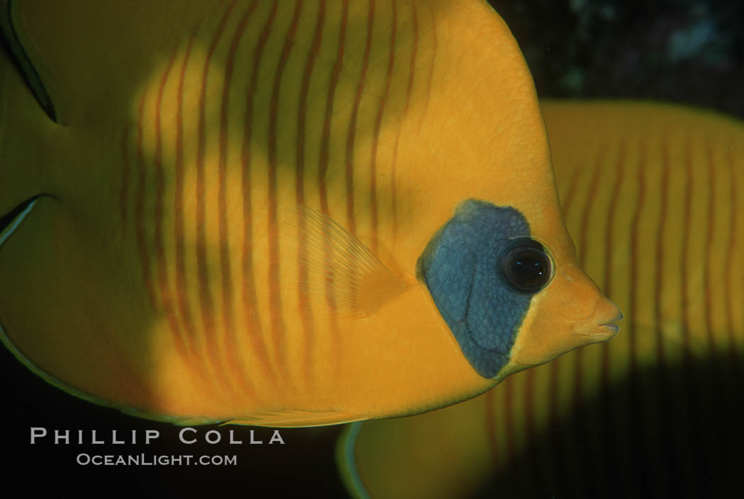 Masked butterflyfish. Egyptian Red Sea, Chaetodon semilarvatus, natural history stock photograph, photo id 05239