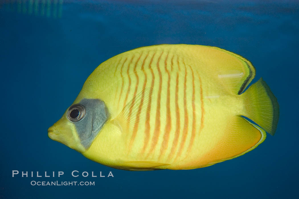 Image 07835, Golden butterflyfish., Chaetodon semilarvatus, Phillip Colla, all rights reserved worldwide. Keywords: animal, bluecheek butterflyfish, butterflyfish, chaetodon semilarvatus, color and pattern, fish, fish anatomy, golden butterflyfish, indo-pacific, marine fish, mask or hidden eye, masked butterfly, masked butterflyfish, stripe, underwater.