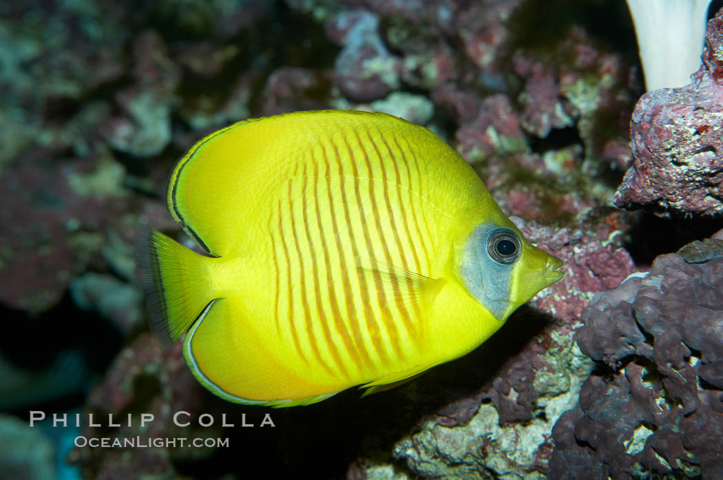 Masked butterflyfish., Chaetodon semilarvatus, natural history stock photograph, photo id 11807