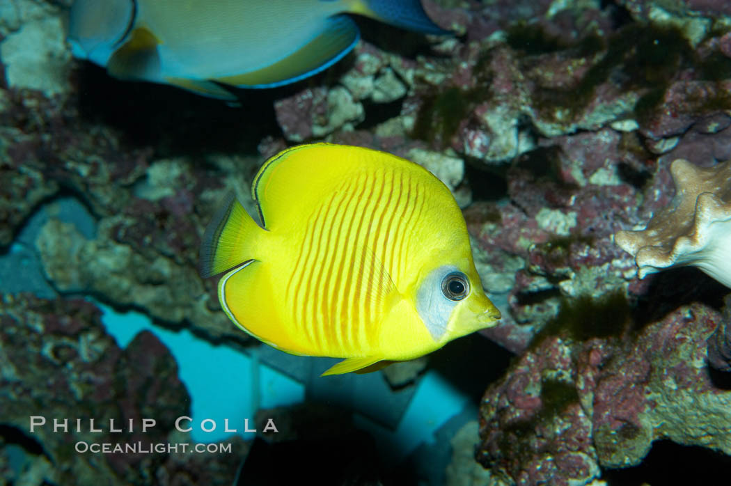 Masked butterflyfish., Chaetodon semilarvatus, natural history stock photograph, photo id 11811