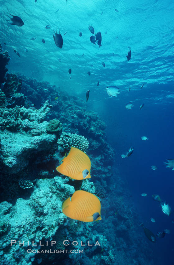 Masked butterflyfish. Egyptian Red Sea, Chaetodon semilarvatus, natural history stock photograph, photo id 05269