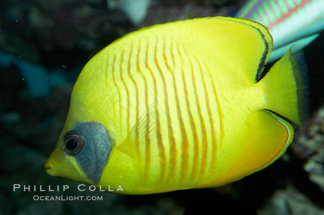 Masked butterflyfish., Chaetodon semilarvatus, natural history stock photograph, photo id 11805