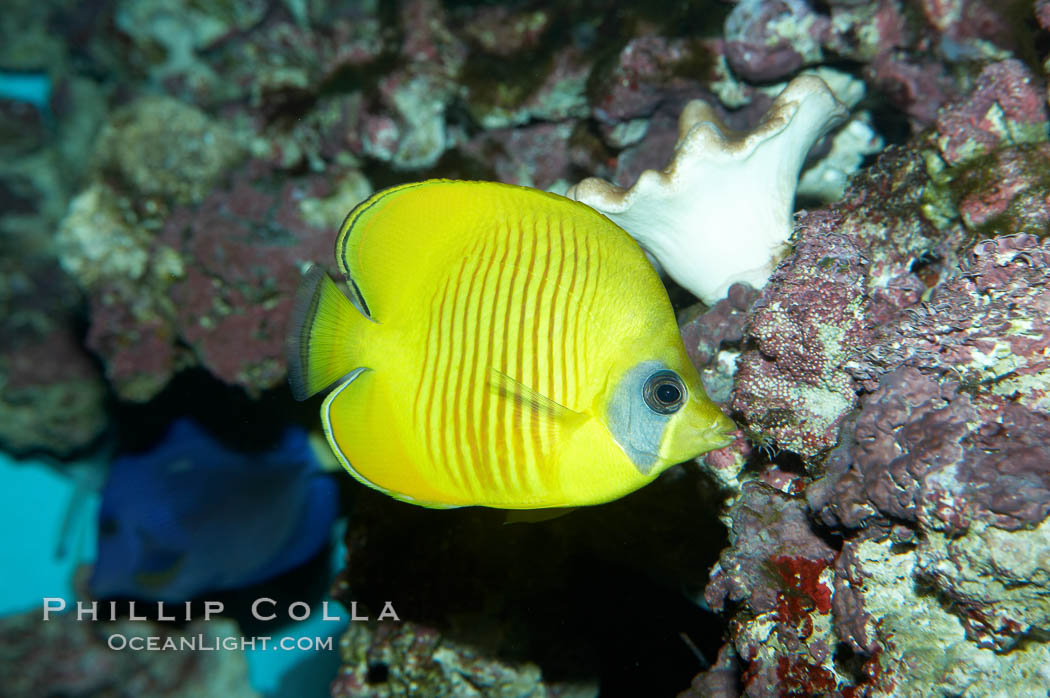 Masked butterflyfish., Chaetodon semilarvatus, natural history stock photograph, photo id 11809