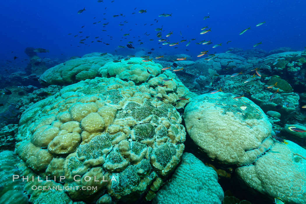 Massive round Porites lobata coral heads, Clipperton Island. France, Porites lobata, natural history stock photograph, photo id 33024