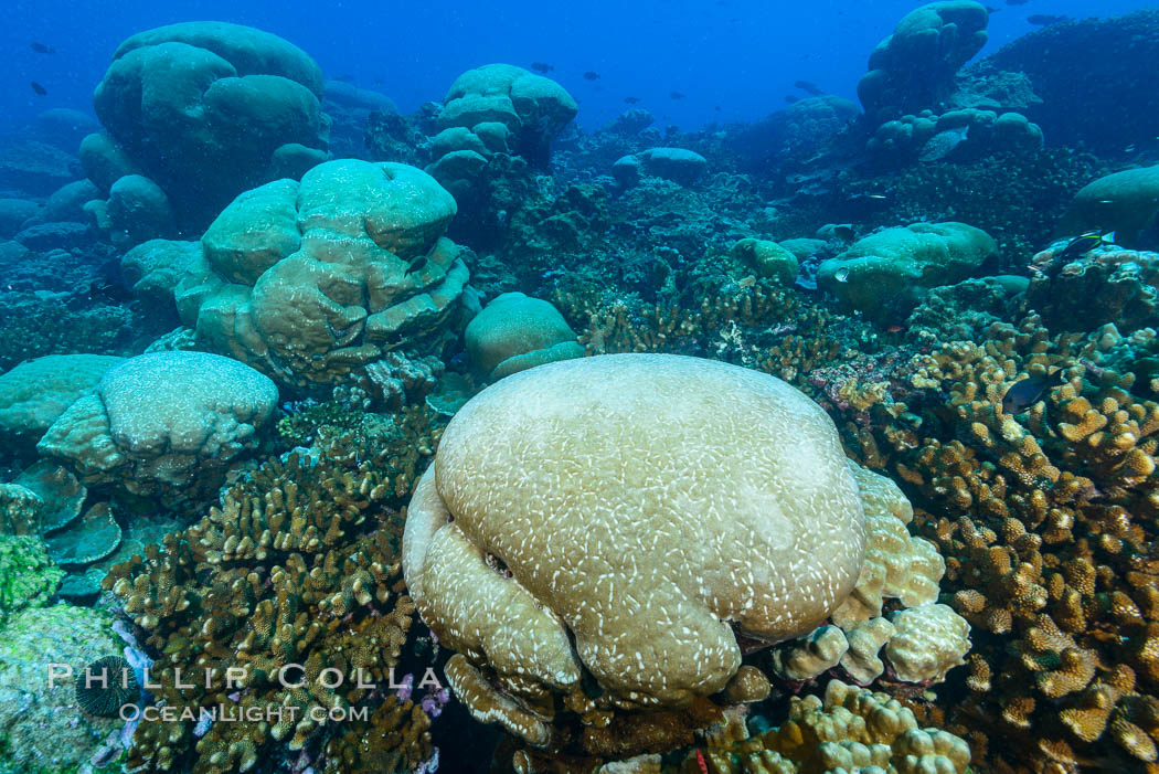 Massive round Porites lobata coral heads, Clipperton Island. France, Porites lobata, natural history stock photograph, photo id 33003