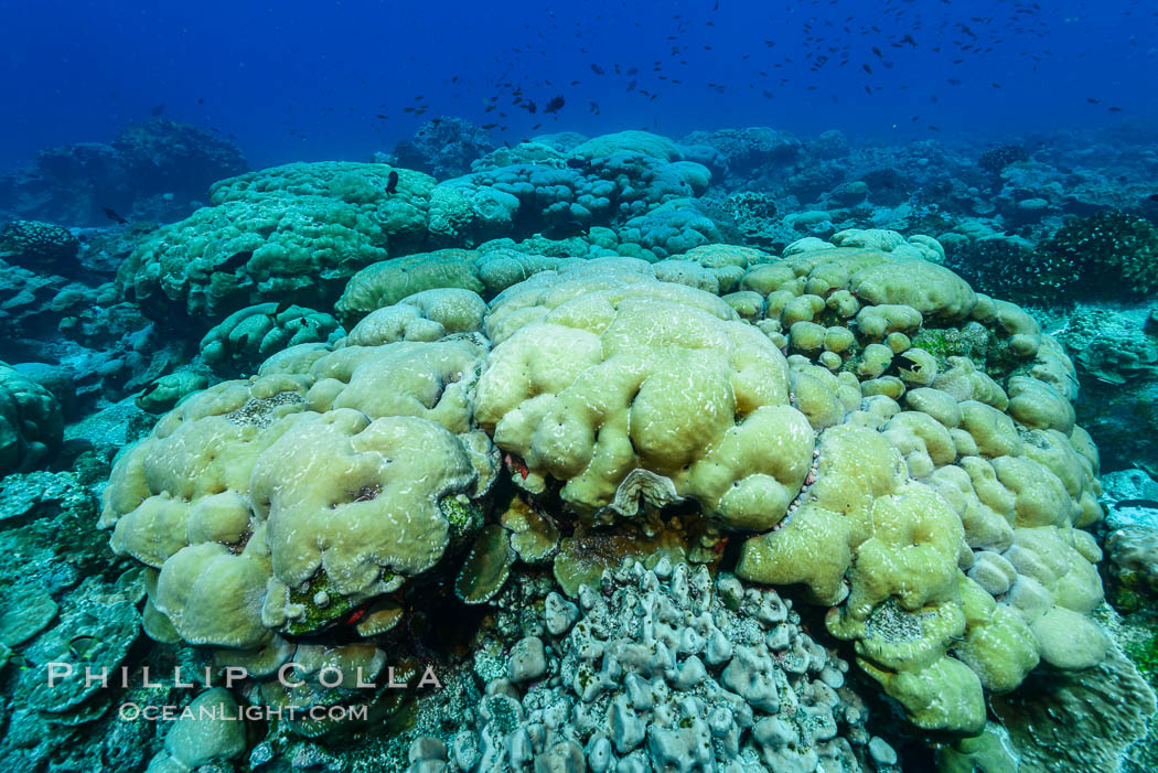 Massive round Porites lobata coral heads, Clipperton Island. France, Porites lobata, natural history stock photograph, photo id 32989