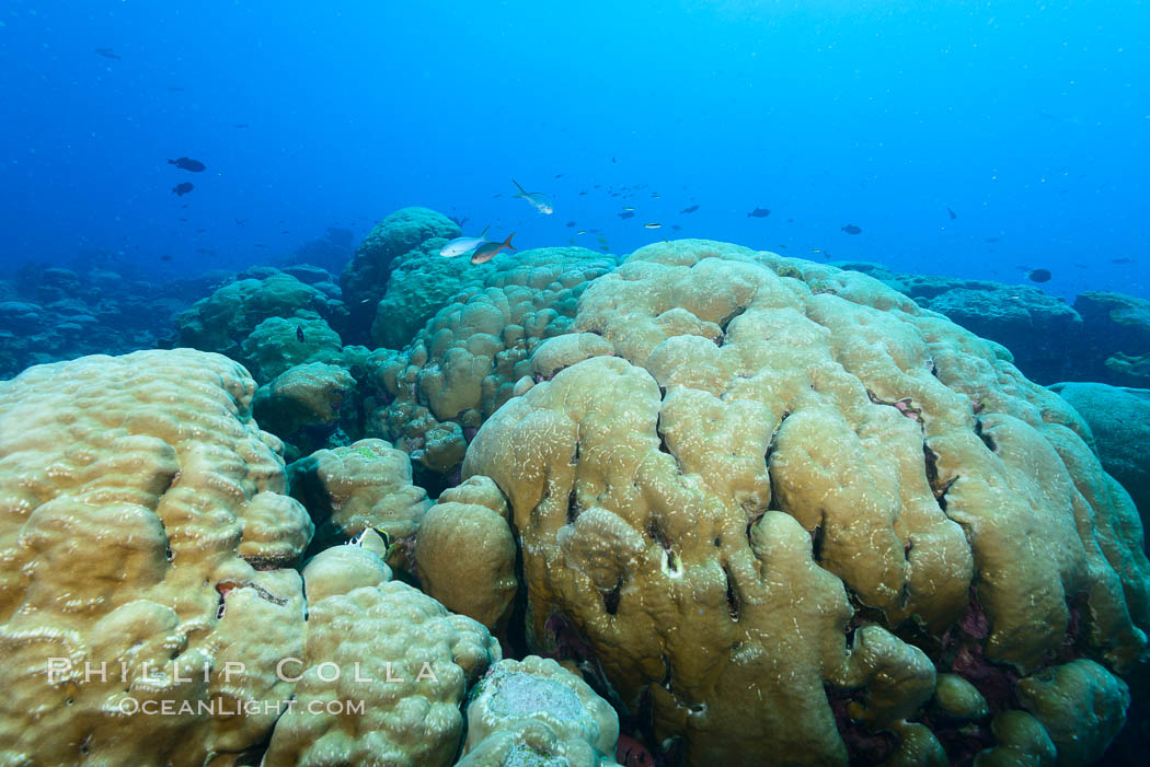 Massive round Porites lobata coral heads, Clipperton Island. France, Porites lobata, natural history stock photograph, photo id 33045