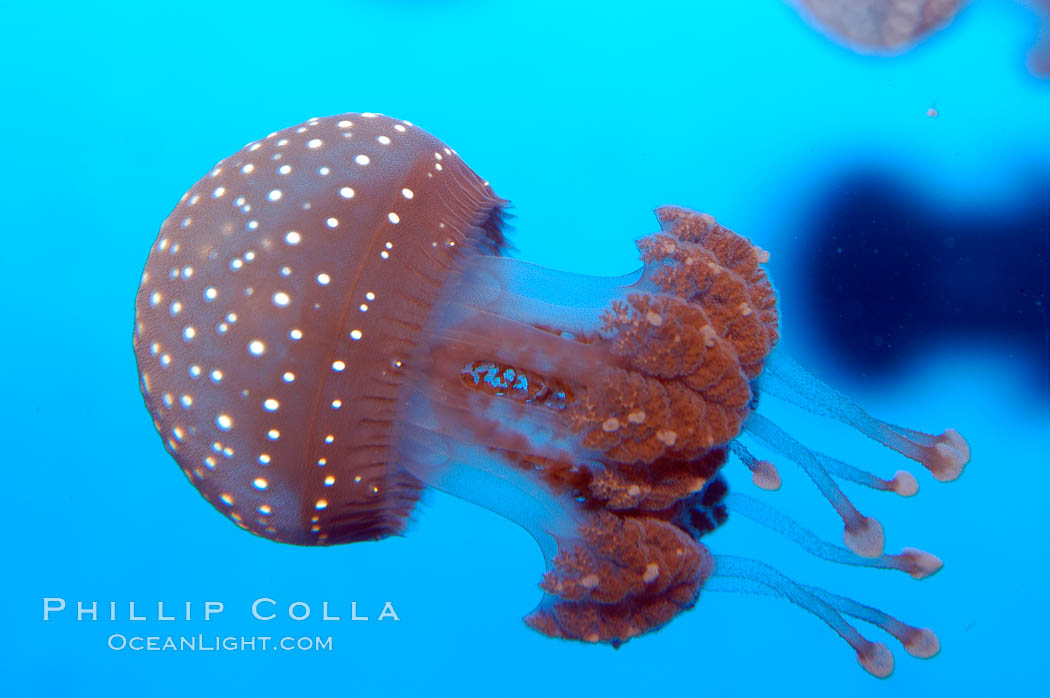 Mastigia sp. jellyfish, found in Micronesia., Mastigia, natural history stock photograph, photo id 10314