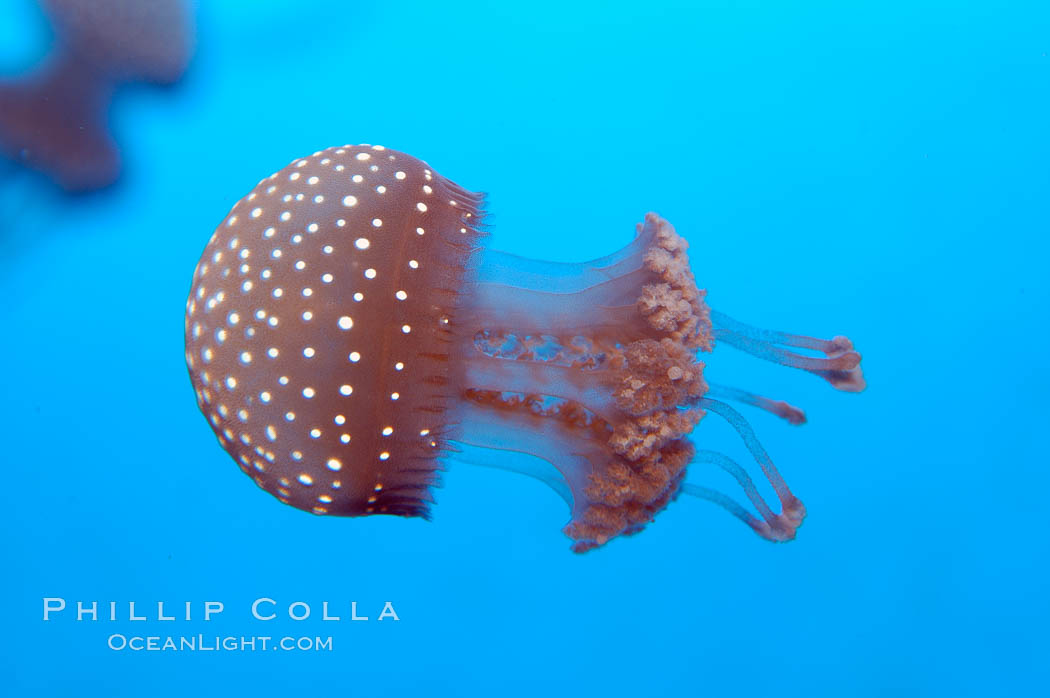Mastigia sp. jellyfish, found in Micronesia., Mastigia, natural history stock photograph, photo id 10313