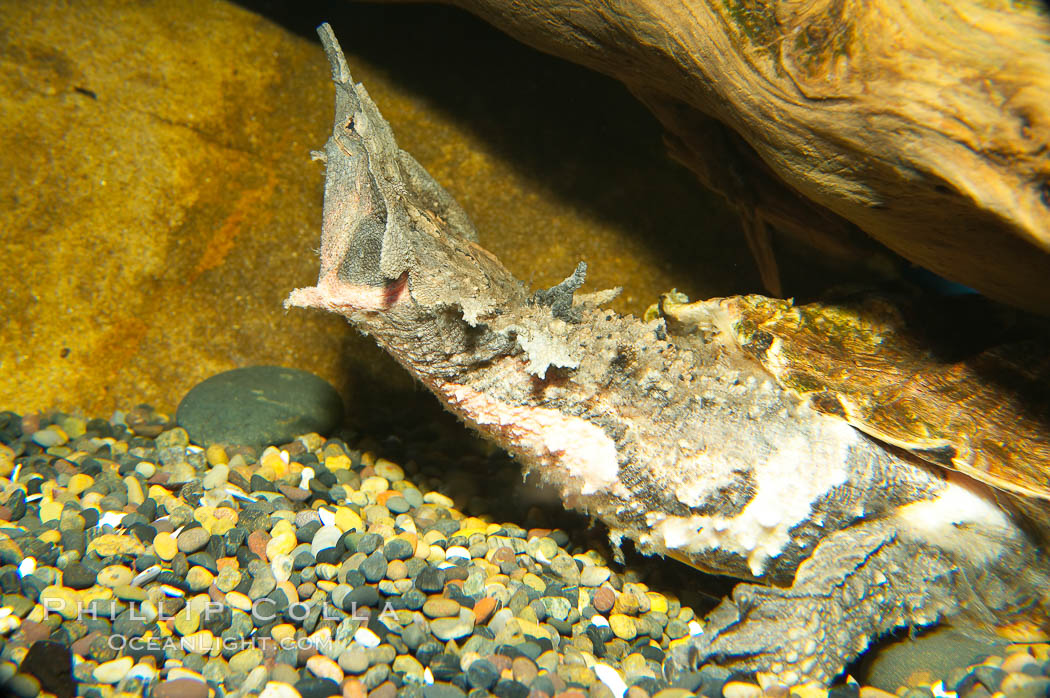 Matamata turtle.  The fringed flaps along the head and neck of this unusual turtle look like weeds or algae and help the animal to stay camoflaged until prey swims by., Chelus fimbriata, natural history stock photograph, photo id 13972